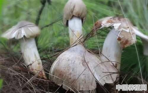 你知道野生鸡枞菌是怎么生长的吗 - 中国养殖网