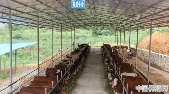 养牛的利润及投资成本是多？该如何挑选优质的牛犊 - 中国养殖网