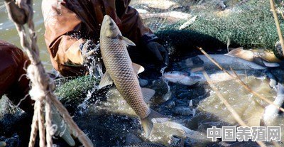 鱼塘的鱼有很重的泥味怎么治理 - 中国养殖网