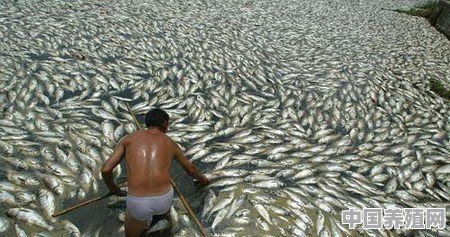鱼塘的鱼有很重的泥味怎么治理 - 中国养殖网