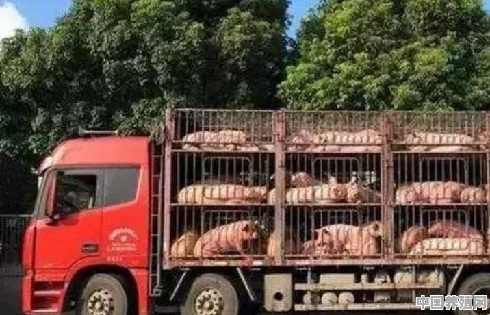 听说有猪贩子把猪从南方贩到北方，二十天在北京三环买一套房，可信吗？对此你怎么看 - 中国养殖网
