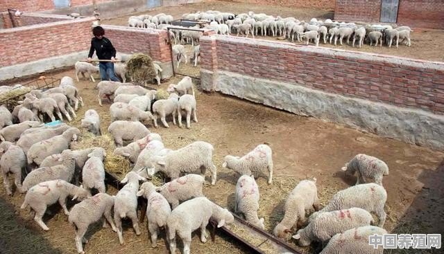 养牛和养羊哪个风险低些 - 中国养殖网