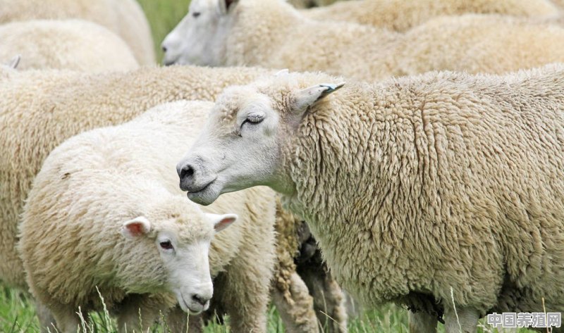 养牛和养羊哪个风险低些 - 中国养殖网