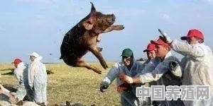 11月13日，云南腾冲发生非洲猪瘟疫情，养殖户冬天怎么防控才能保证猪场安全 - 中国养殖网