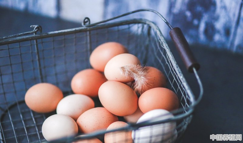 怎样消除鸡蛋还在篮子里就已经开始幻想着卖鸡挣钱的心理 - 中国养殖网