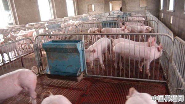 专业饲养育肥猪如何提早出栏 - 中国养殖网