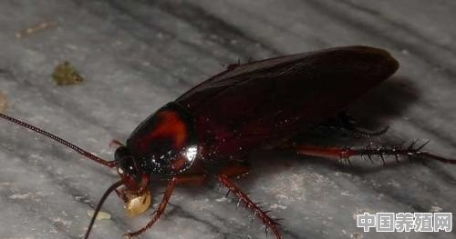 如果数量少了，蟑螂也会成为珍稀动物么 - 中国养殖网