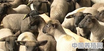 羊吃羊毛是怎么回事儿 - 中国养殖网