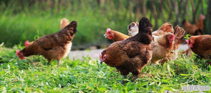 在农村养100只散养土鸡，一年的利润有多少 - 中国养殖网