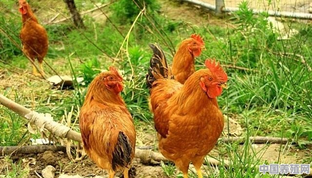 在农村养100只散养土鸡，一年的利润有多少 - 中国养殖网