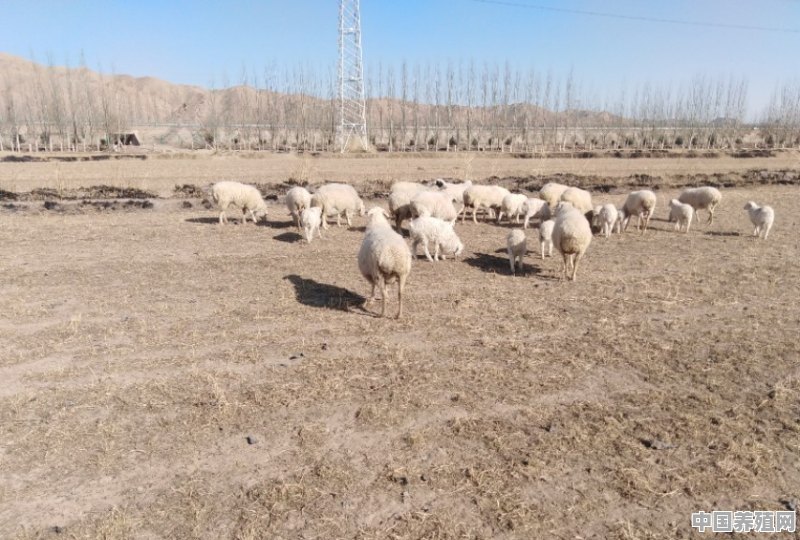羊羔20天喂什么好 - 中国养殖网