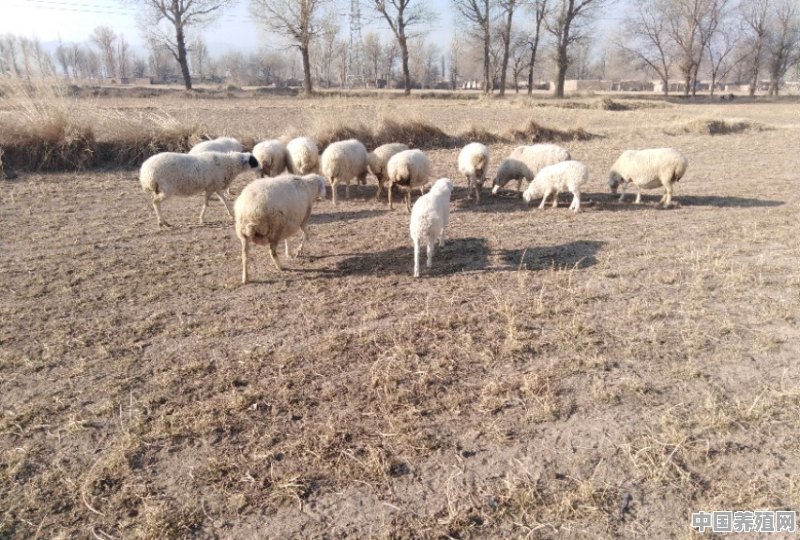 羊羔20天喂什么好 - 中国养殖网