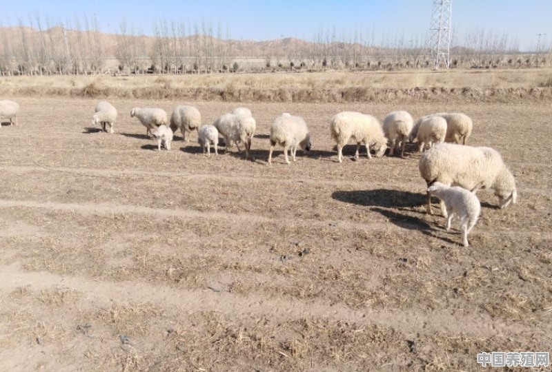 养多少只羊必须分开养 - 中国养殖网