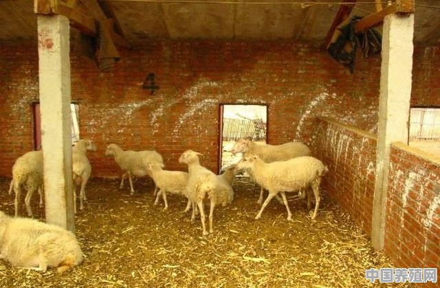 养多少只羊必须分开养 - 中国养殖网