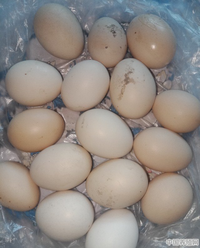怎么让土鸡多生蛋 - 中国养殖网