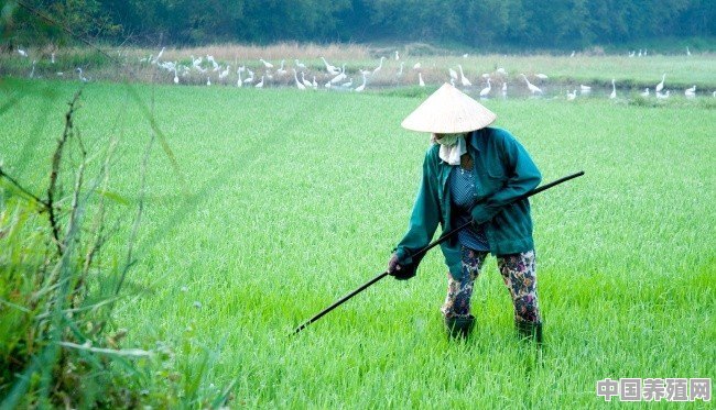你在农村干过哪些农活 - 中国养殖网