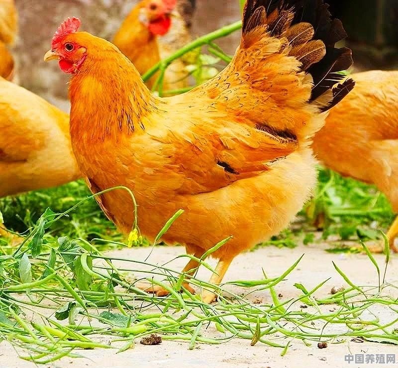 以前的胡须鸡很好吃，现在的胡须鸡为什么感觉没有鸡肉味了 - 中国养殖网