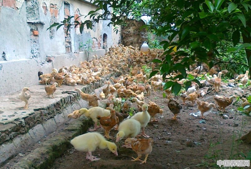 几年前城里人开车来农村买土鸡，为什么现在的“土鸡”卖不动了 - 中国养殖网