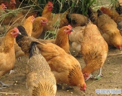 几年前城里人开车来农村买土鸡，为什么现在的“土鸡”卖不动了 - 中国养殖网