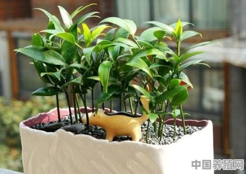 带锦的仙人球怎么养护 - 中国养殖网