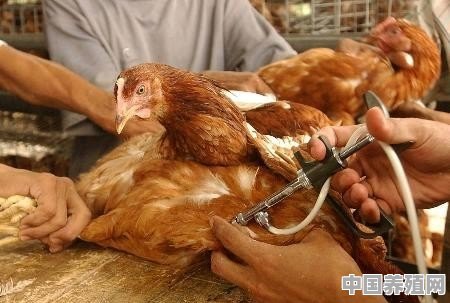 给鸡做疫苗免疫的时候，能不能消毒？最好是相隔多长时间消毒最好 - 中国养殖网