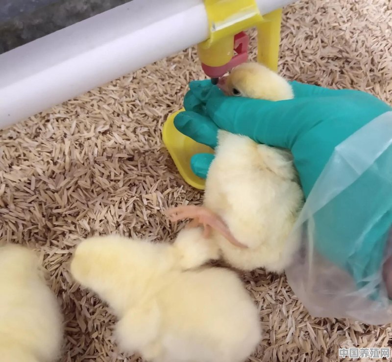 给鸡做疫苗免疫的时候，能不能消毒？最好是相隔多长时间消毒最好 - 中国养殖网