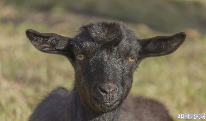 养羊养波尔羊和努比亚山羊哪个好 - 中国养殖网