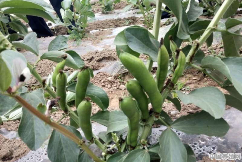 如何种植蚕豆 - 中国养殖网