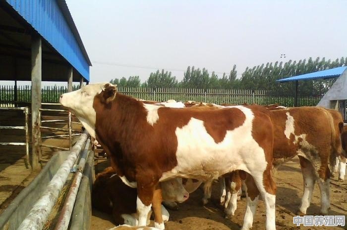 西门塔尔牛长势快价格高，为何还有人愿意养本地的土牛 - 中国养殖网