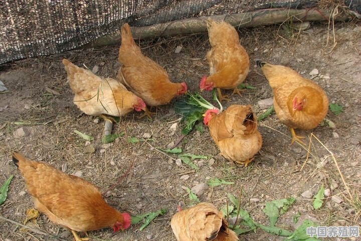 现在农村养殖土鸡，从小到出售，成本能有多少钱一只呢？如何获利 - 中国养殖网