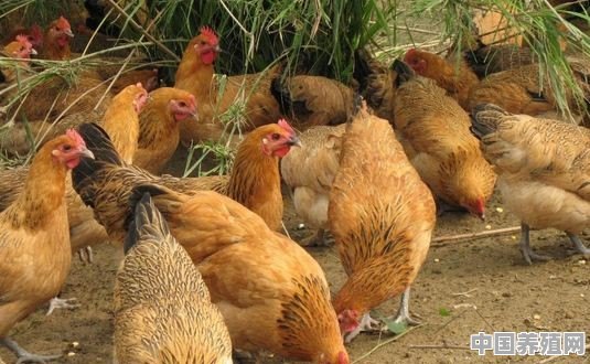 现在农村养殖土鸡，从小到出售，成本能有多少钱一只呢？如何获利 - 中国养殖网