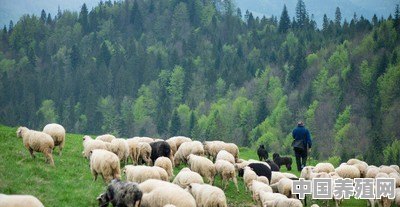 有什么好的治疗牛羊口蹄疫病情的方法和建议吗 - 中国养殖网