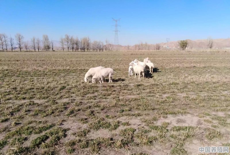 有什么好的治疗牛羊口蹄疫病情的方法和建议吗 - 中国养殖网