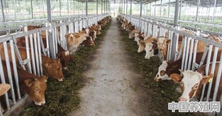 现在养牛的效益怎么样 - 中国养殖网