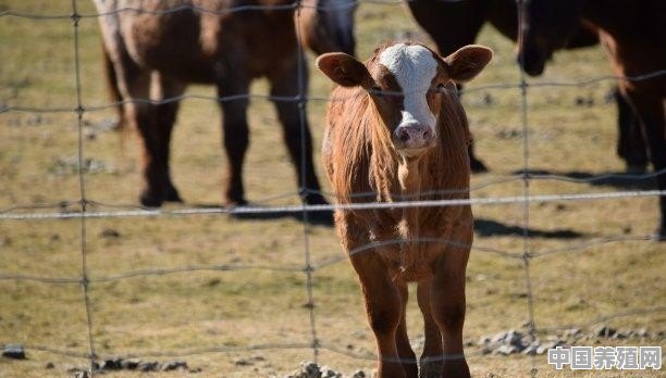 小牛犊价格破万，现在养母牛来得及吗 - 中国养殖网