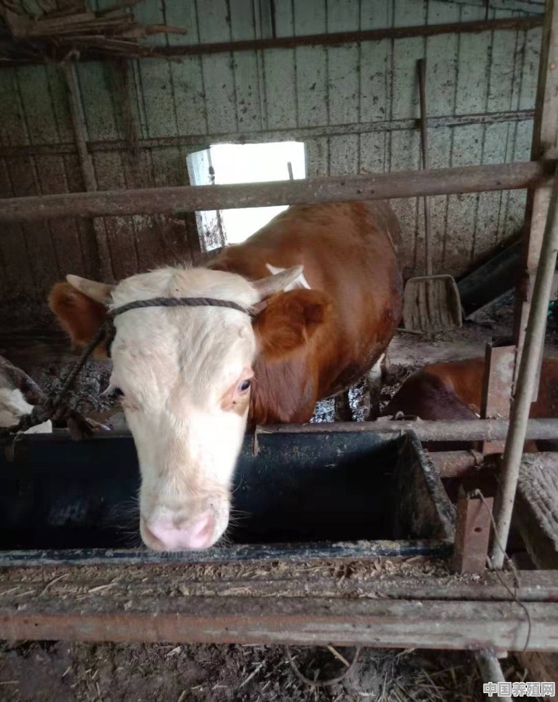 小牛犊价格破万，现在养母牛来得及吗 - 中国养殖网