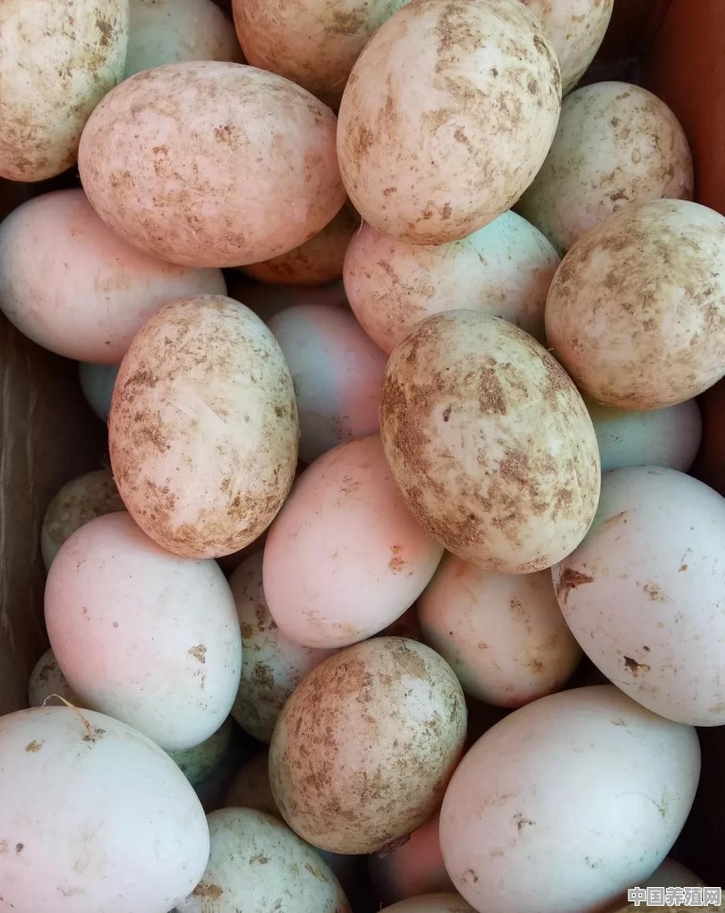 散养的鸭子蛋黄偏红是什么情况 - 中国养殖网