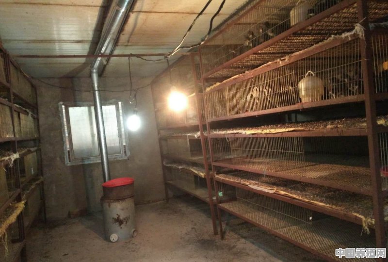 养殖4000只肉鸡需要投资多少钱 - 中国养殖网
