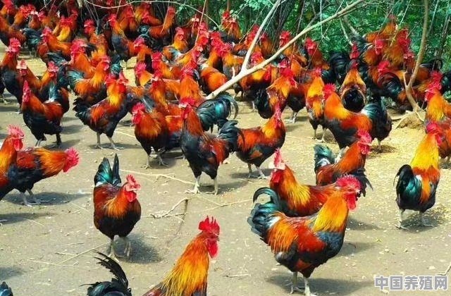 养殖4000只肉鸡需要投资多少钱 - 中国养殖网