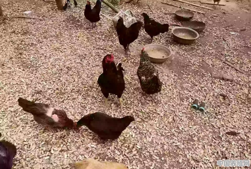 想养五黑鸡，好不好养？前景如何 - 中国养殖网