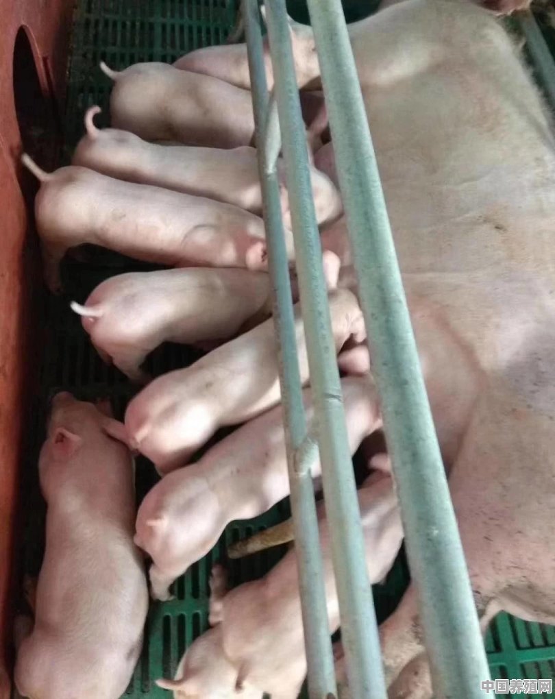 仔猪出生后如何喂养 - 中国养殖网