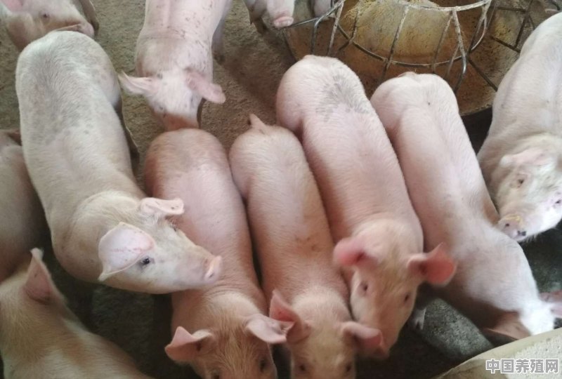 仔猪出生后如何喂养 - 中国养殖网