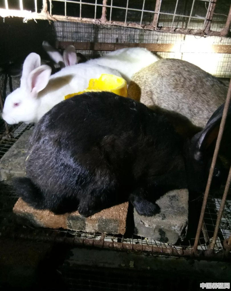 在有过非洲猪瘟的猪栏里面改养兔子可以吗 - 中国养殖网
