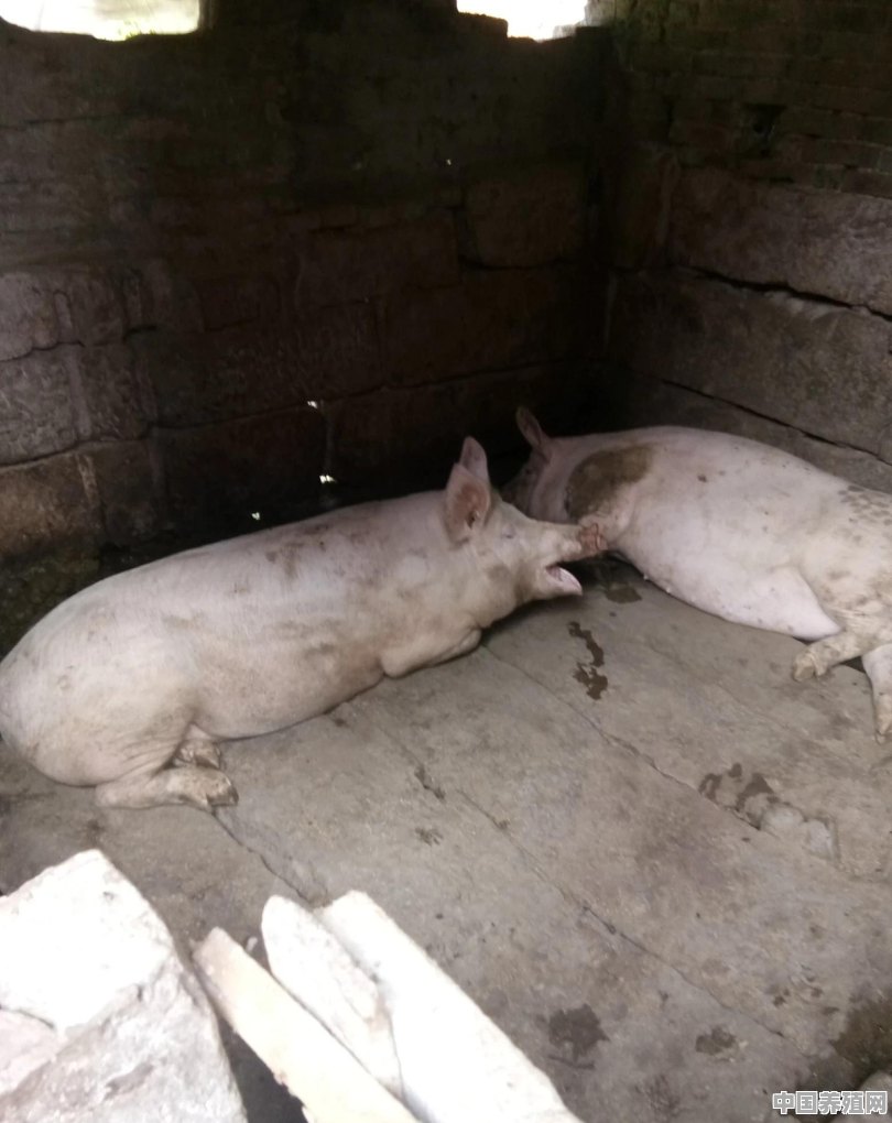 在有过非洲猪瘟的猪栏里面改养兔子可以吗 - 中国养殖网