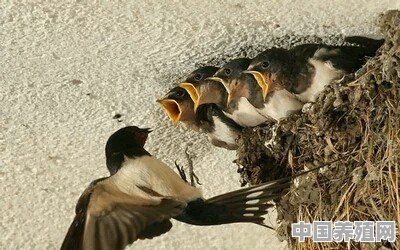 为什么现在燕子变少了 - 中国养殖网