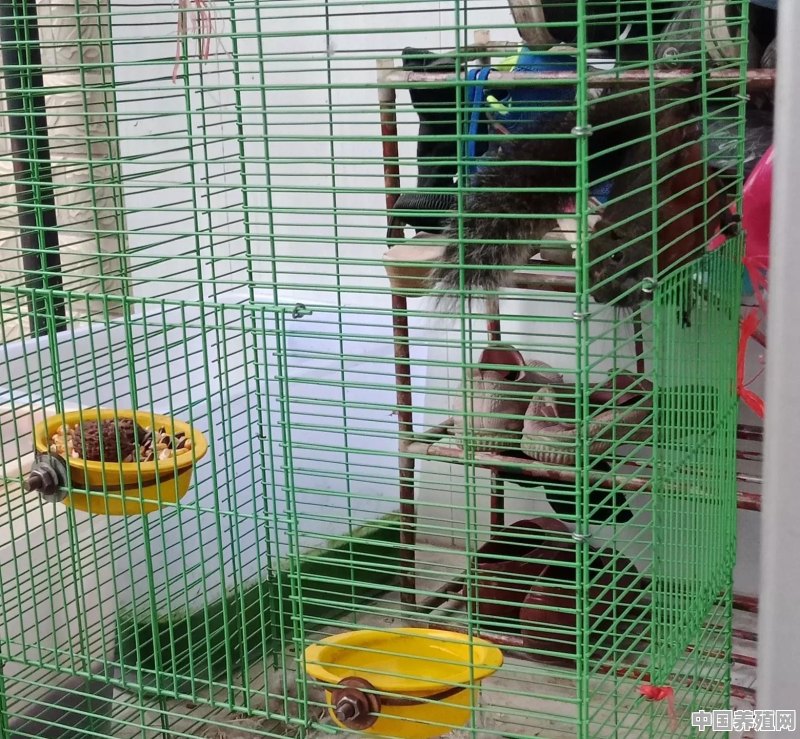 如何养松鼠 - 中国养殖网