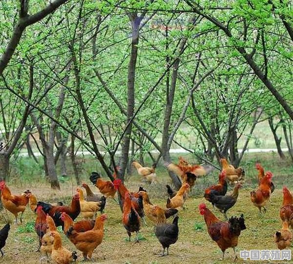在山区养土鸡需要注意什么？受环保限制吗 - 中国养殖网