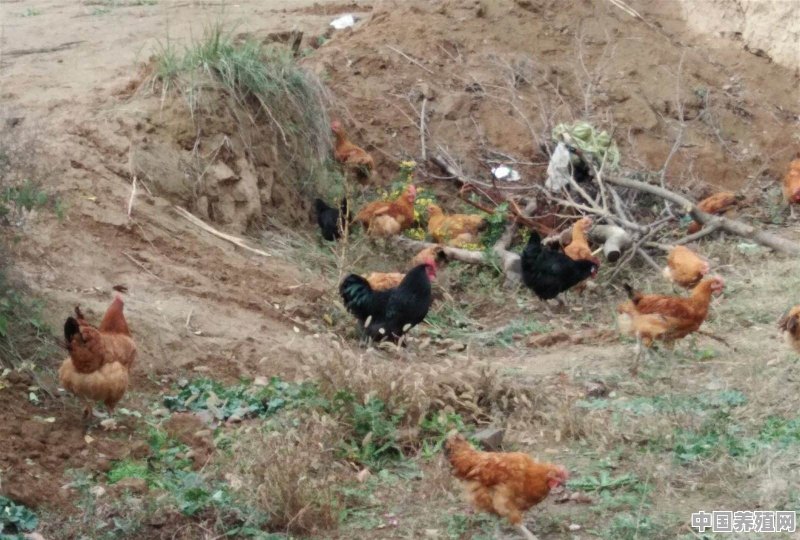 在山区养土鸡需要注意什么？受环保限制吗 - 中国养殖网