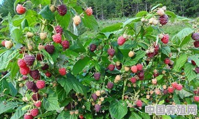 树莓如何种植 - 中国养殖网
