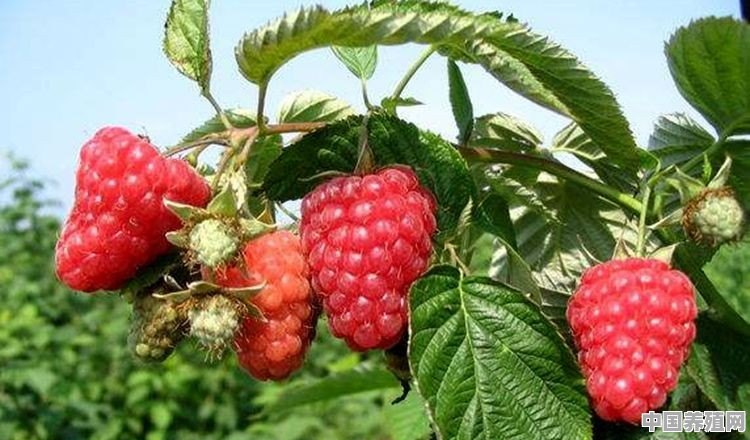 树莓如何种植 - 中国养殖网